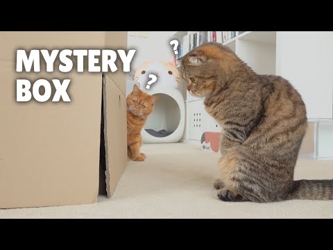 cats-vs-mystery-box