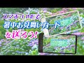 動画で伝えよう！[紫陽花」グリーティングカード