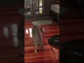 Grey cat's first exploration #CatsofYouTube #Shorts #Cute #youtubeshorts #shorts #viral #FYP