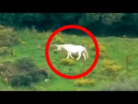5 Unicorns Caught On Camera & Spotted In Real Life!