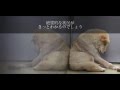犬・猫 ペット殺処分~少しでも救える命を~