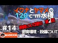 飼育について語ろう　第２回「飼育環境・設備について」【イワナとヤマメの120ｃｍ水槽】＃１4【120cm aquarium of  IWANA trout and YAMAME trout】