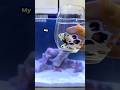 Why These Fish Are In Danger Why These Fish Are In Danger
