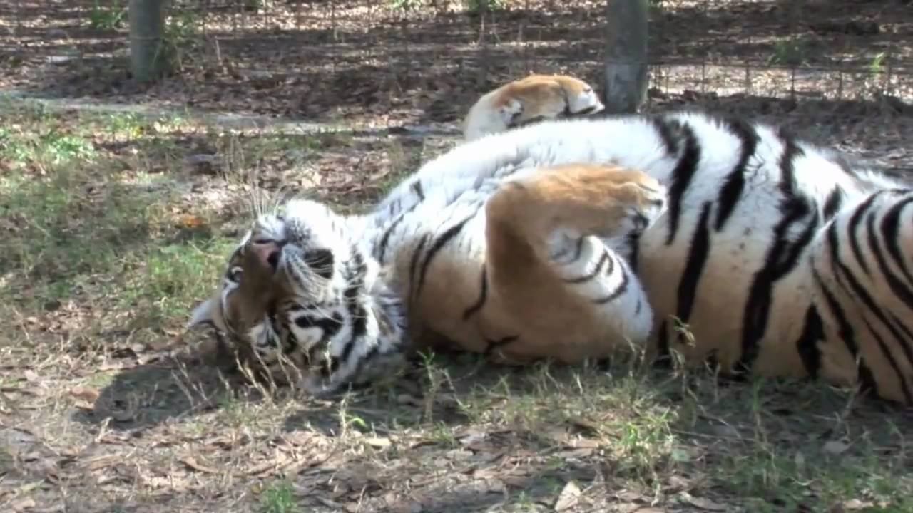 leopard print Funny Sleepy TIGER ROLL....