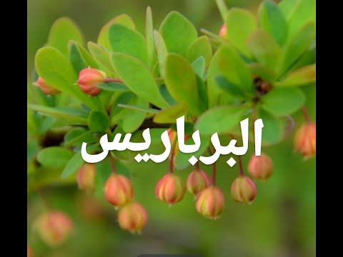 اسرع علاج لقرحة والتهاب المعدة بنبات البرباريس 