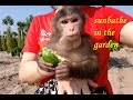 Monkey Doo Sunbathes In The Garden With His Mom