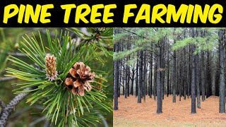 Pine Tree Farming / Pine Tree Cultivation
