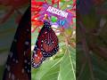 DYK that Arizona is home to one of the most diverse populations of butterflies? #botanicalgarden