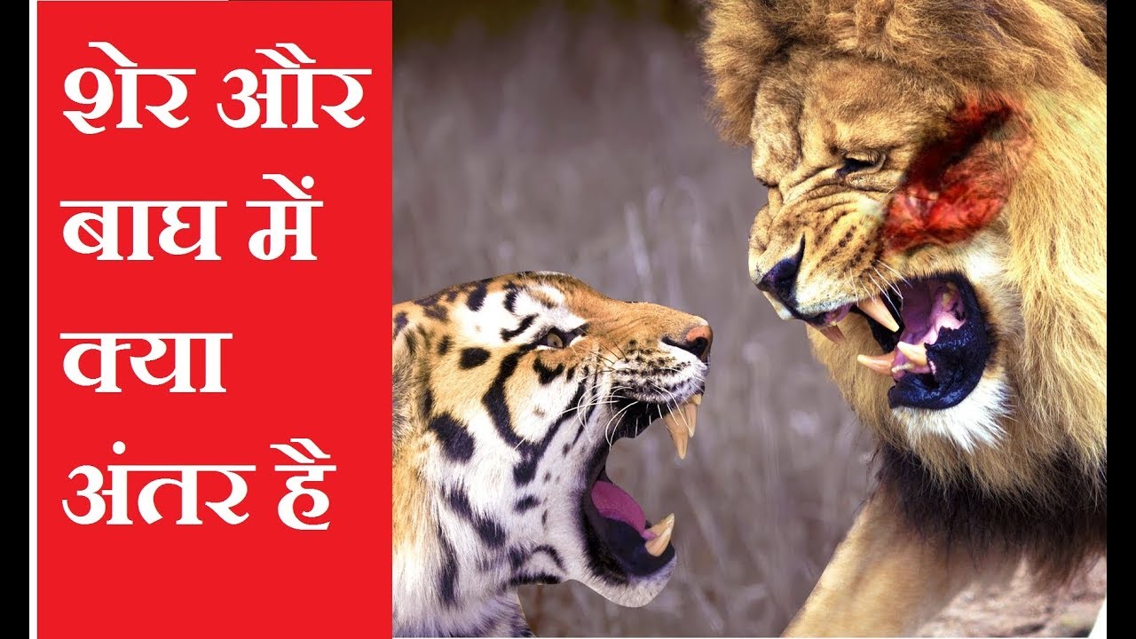 Кто победил лев или тигр. Тигр vs Лев. Лев против тигра реальные битвы. Тигры дерутся.