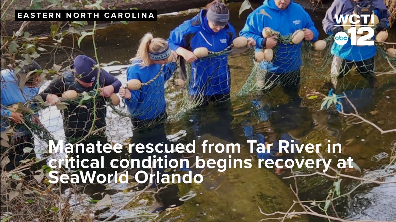 Manatee rescued from Tar River in critical condition begins recovery at ...