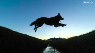 Slow Motion Frisbee Jumps - Australian Shepherd