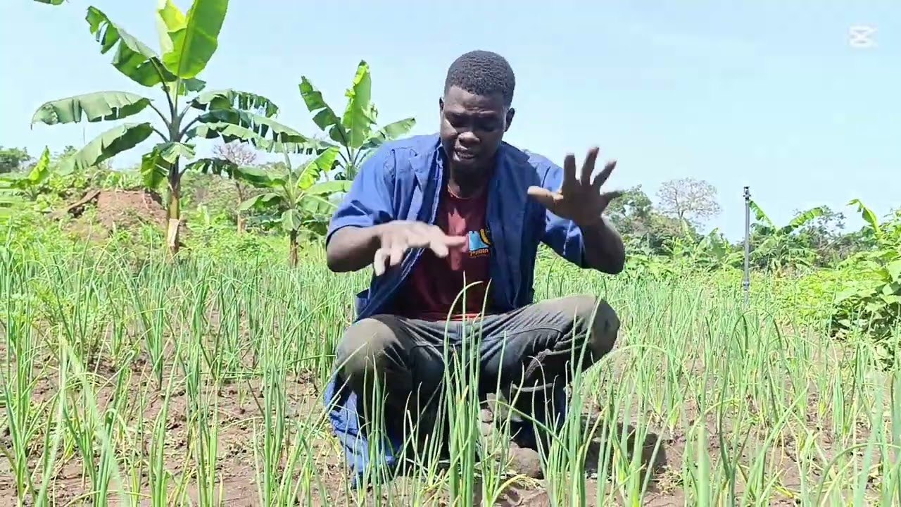 Cultures d'oignon en saison pluvieuse. À savoir avant de se lancer