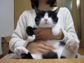 ぬいぐるみのようにおとなしい猫
