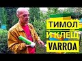 #Тимол: как работает против #клеща varroa?