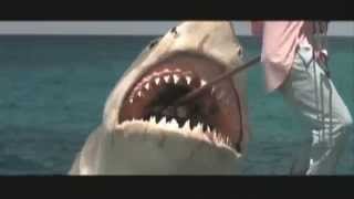 AVGN at 2x speed Extras - Top 40 Shitty Shark Movies Profile