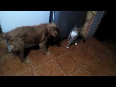 Прикольное видео/Эти забавные животные/Приколы с животными.Funny And Cute Animals Videos Compilation