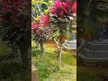 Virtual Walking Makam Pinggir Lapang yang Bersih &amp; Tenang 🌿 | Suasana Damai #shorts