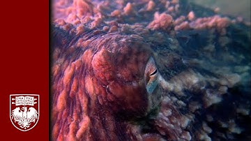 Octopus Intelligence & Genome Research - Cliff Ragsdale and Janet Voight of The Ragsdale Lab