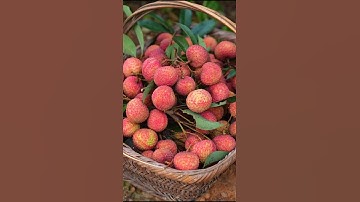 Lychee Fruit Harvesting #satisfying #fruit #shorts