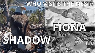 Do You Miss Shadow 🦅, Jackie 🦅and Fiona🐿️ ? Look Who Visits The Nest On Holiday! 15th-21st April