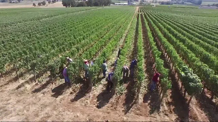 Stoller Family Winery begins harvest season