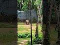 Zoo #keralatourism #trivandrum #zoo #wildanimals #wildlifephotography