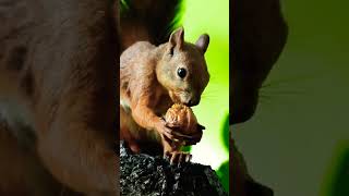 SQUIRREL EXPLORATION IN THE STORY #short #shorts #shortvideo #squirrel #squirrelstory