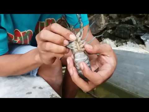 membedakan lobster jantan dan betina air tawar (LAT) 