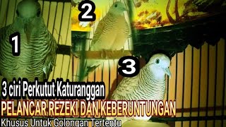 3 ciri KATURANGGAN PERKUTUT PEMBAWA REZEKI