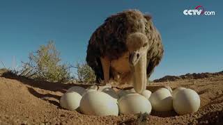 ¿Cómo pone huevos el ave más grande del mundo? |CCTV Español