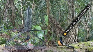 FULL GACOR DAN SUJUD MURAI BATU HUTAN NYA || LANGSUNG DIAM PIKAT SAYA