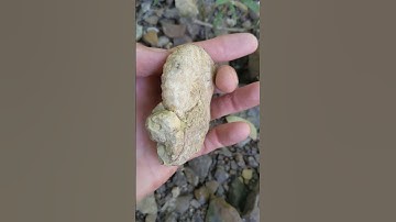 Fossil Ammonites and shells in North Texas