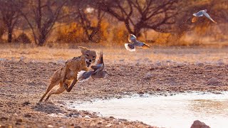 Leopard Seal Kills Emperor Penguin | Blue Planet | BBC Earth