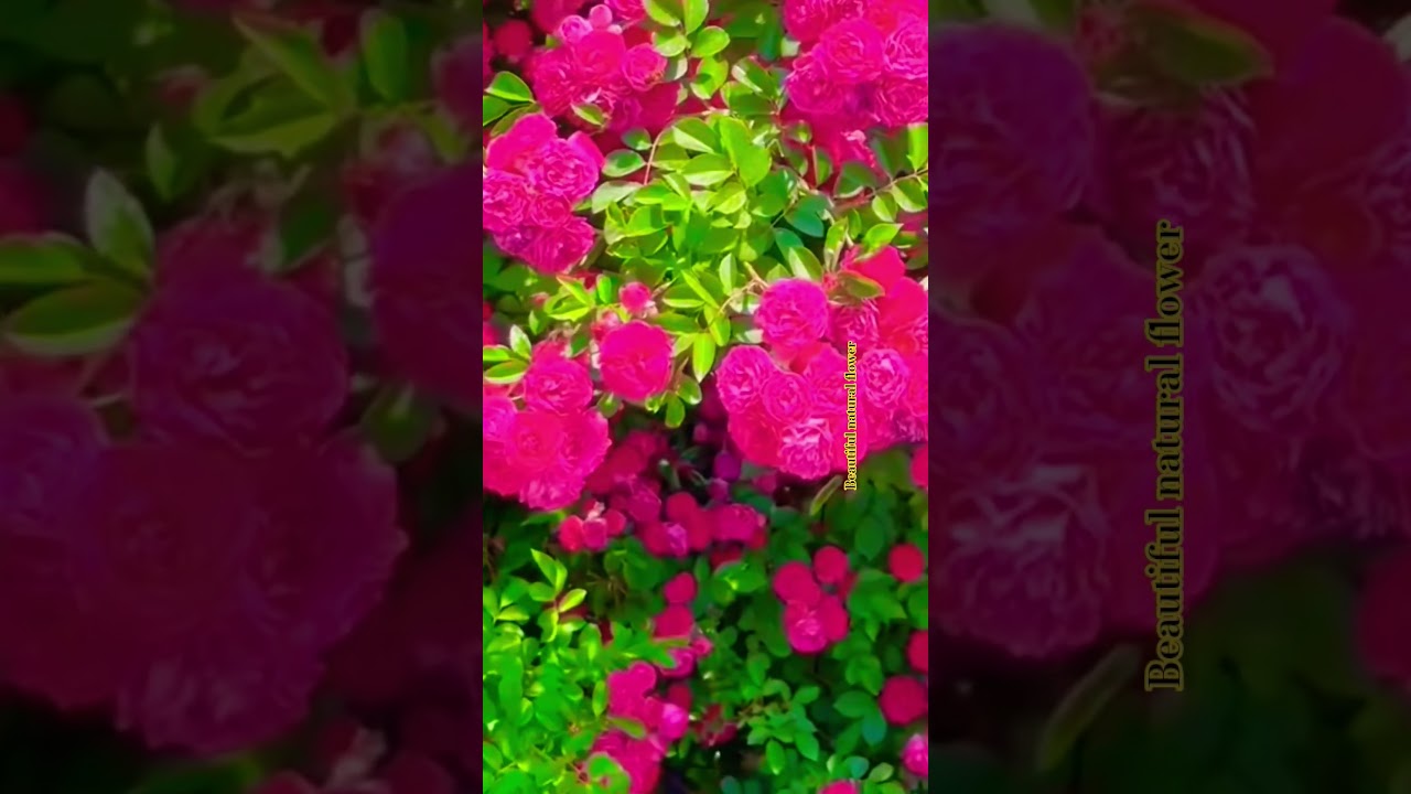 pink rose flower garden 