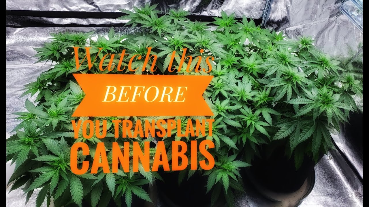Watch this before you Transplant you Cannabis
