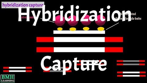 Hybridization Capture | Target Enrichment |