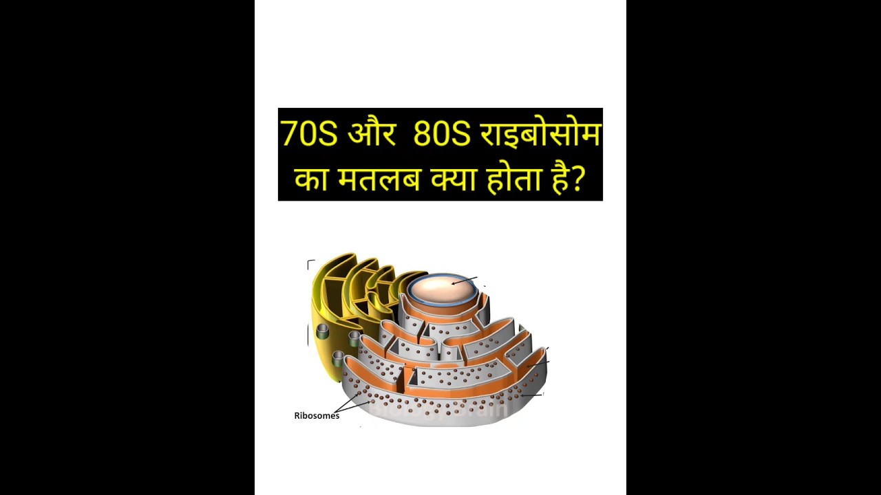 70S And 80S Ribosome ka matlab | 
