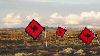 Ferals of Flinders Ranges