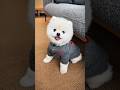 Things Your Dog Won't Tell You 🐶😱 | #dogs #animals