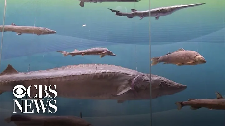 Giant Chinese paddlefish declared extinct after surviving 150 million years - DayDayNews