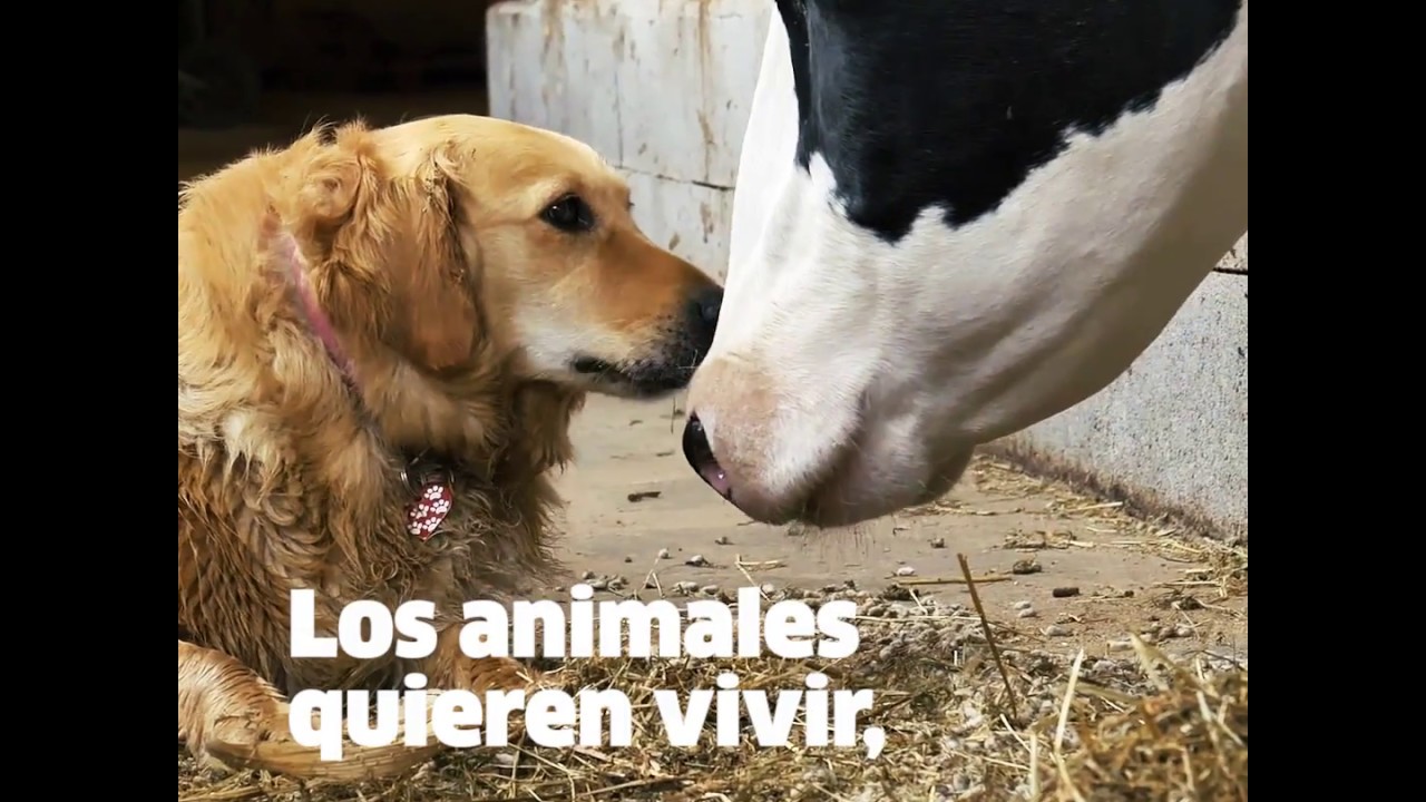 igualdad animal empleo Quieren vivir