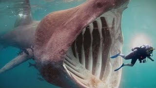 15 Sharks You Won’t Believe Actually Exist