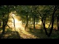 Forest sounds - 30min relaxing and meditation