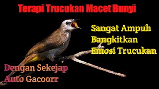 SUARA TERAPI BURUNG TRUCUKAN PALING AMPUH UNTUK TRUCUKAN STRESS MALAS BUNYI, DENGAN PANCINGAN & ALAM