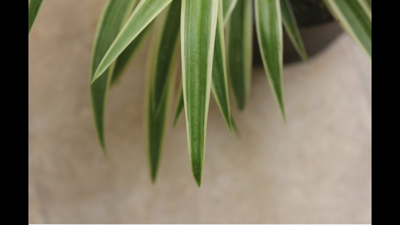 How To Restore An Under Watered Spider Plant Urdu Hindi YouTube