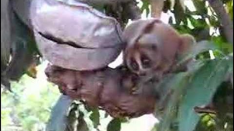 Loris at the Volunteer Centre