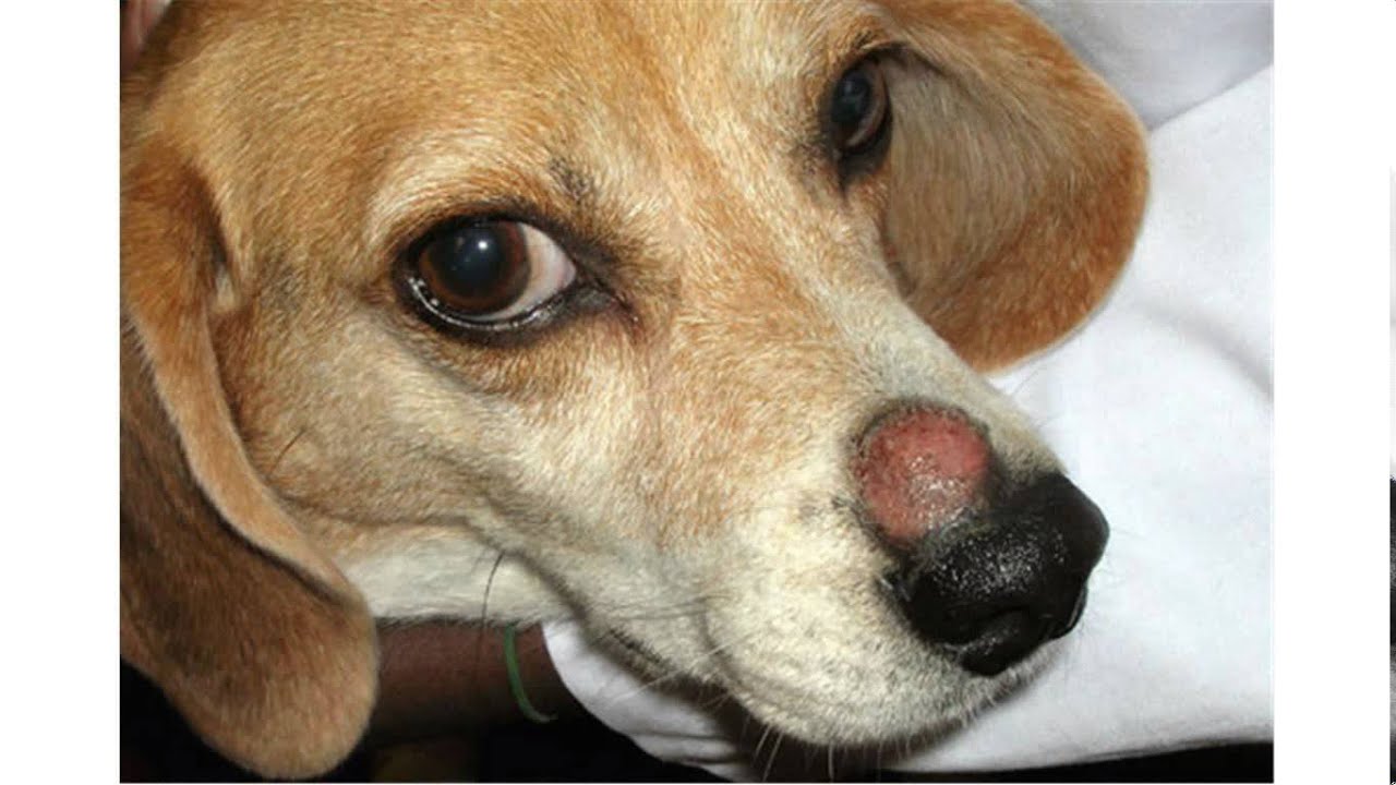 how to treat ringworm in dogs