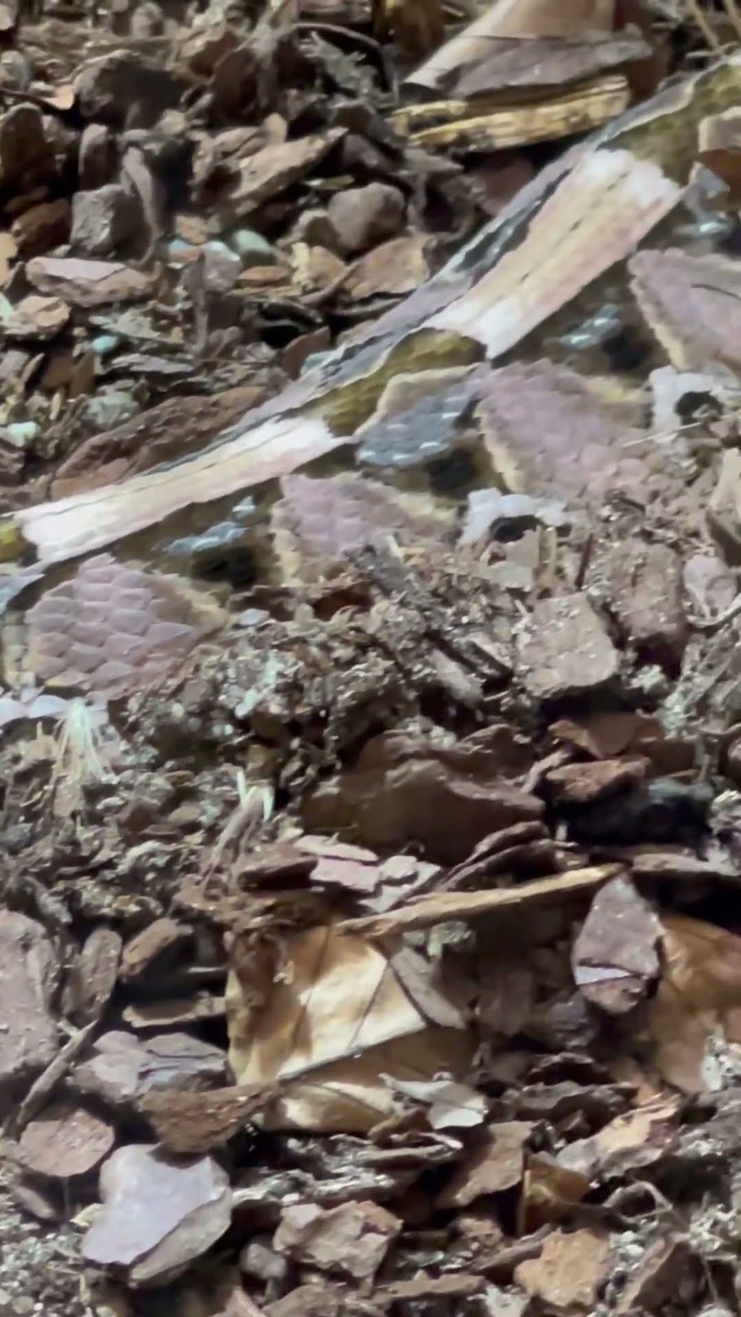 Dominant Snake