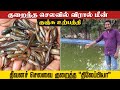 குறைந்த செலவில் விரால் மீன் குஞ்சு உற்பத்தி செய்வது எப்படி ? | Farming Business