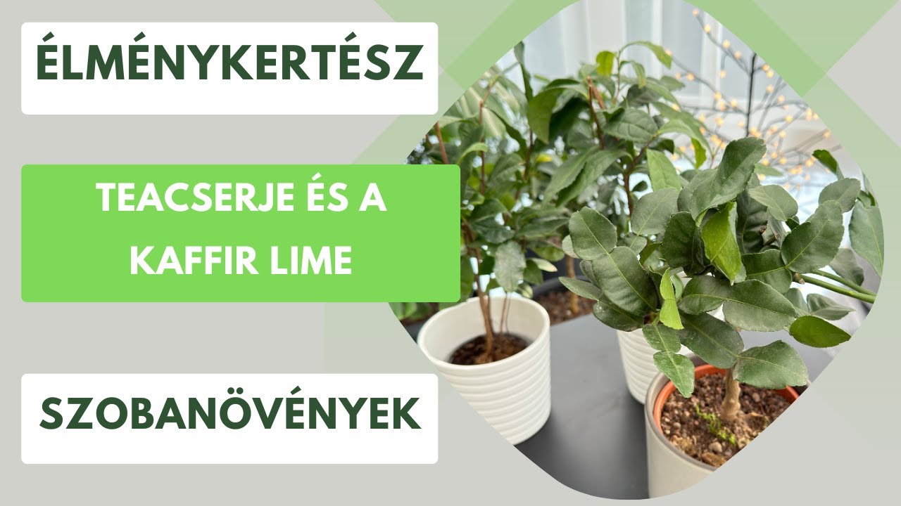 Teacserje titkai🪴Hogyan gondozzuk és hogyan termesszünk teát otthon?🫖